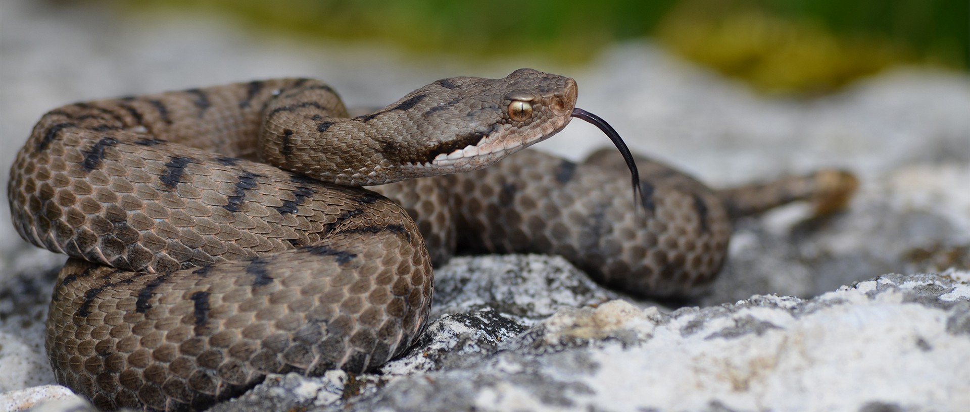 Forst Lütschinentäler