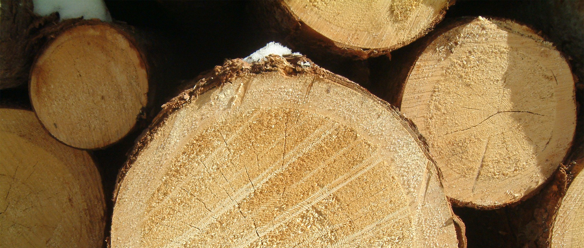 Forst Lütschinentäler