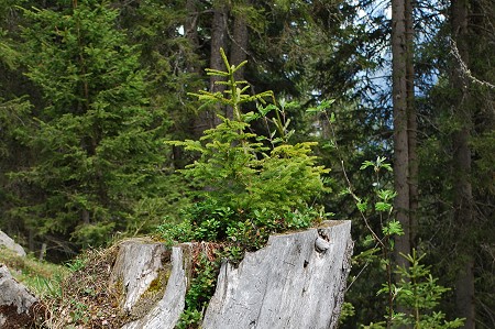 Erholungswald DSC 0316