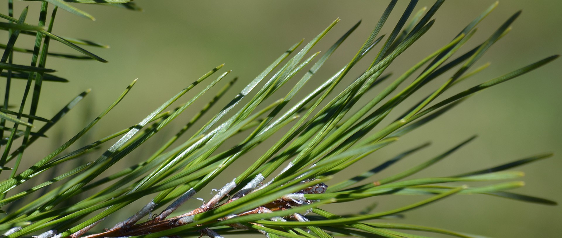 Forst Lütschinentäler