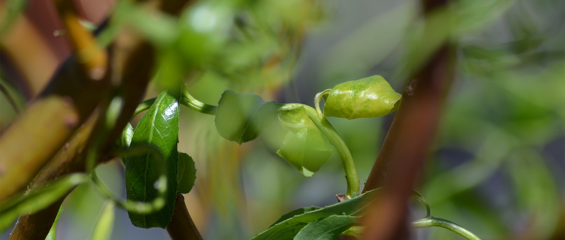 Forst Lütschinentäler