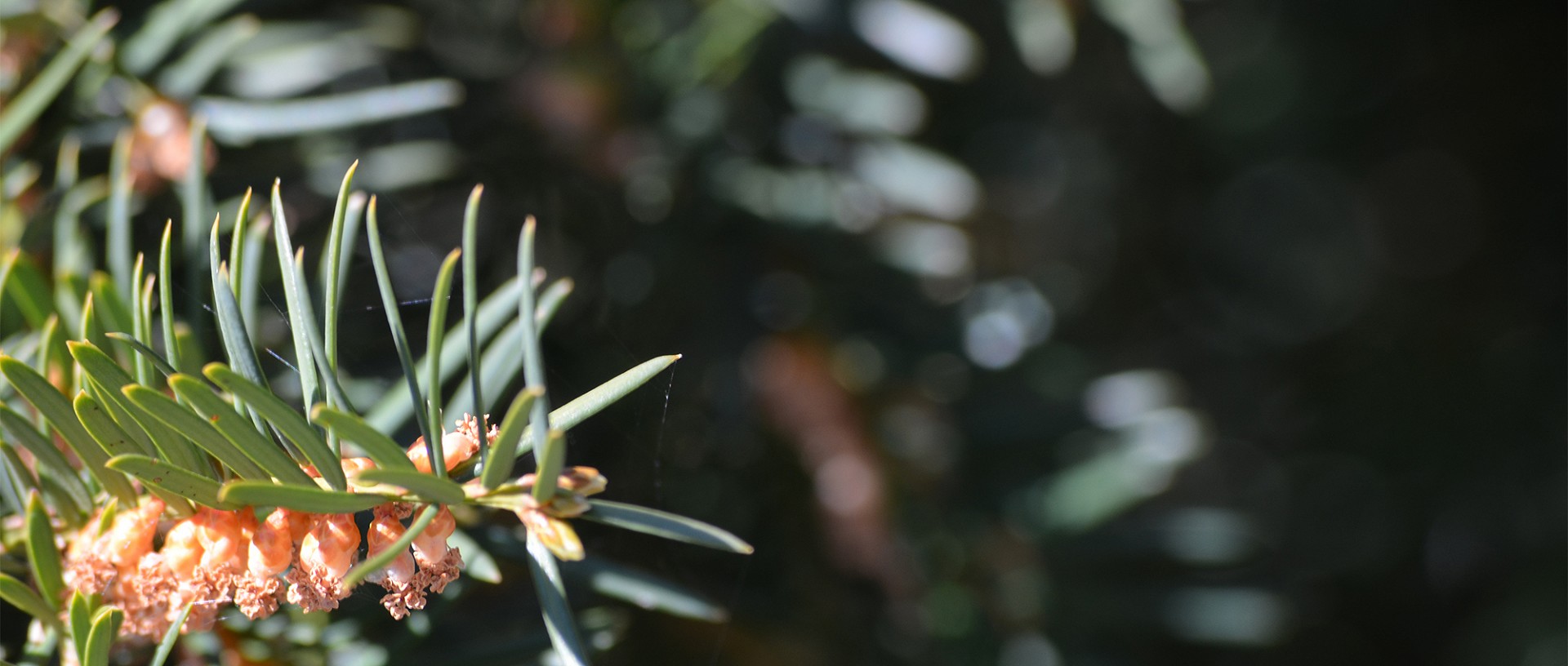 Forst Lütschinentäler