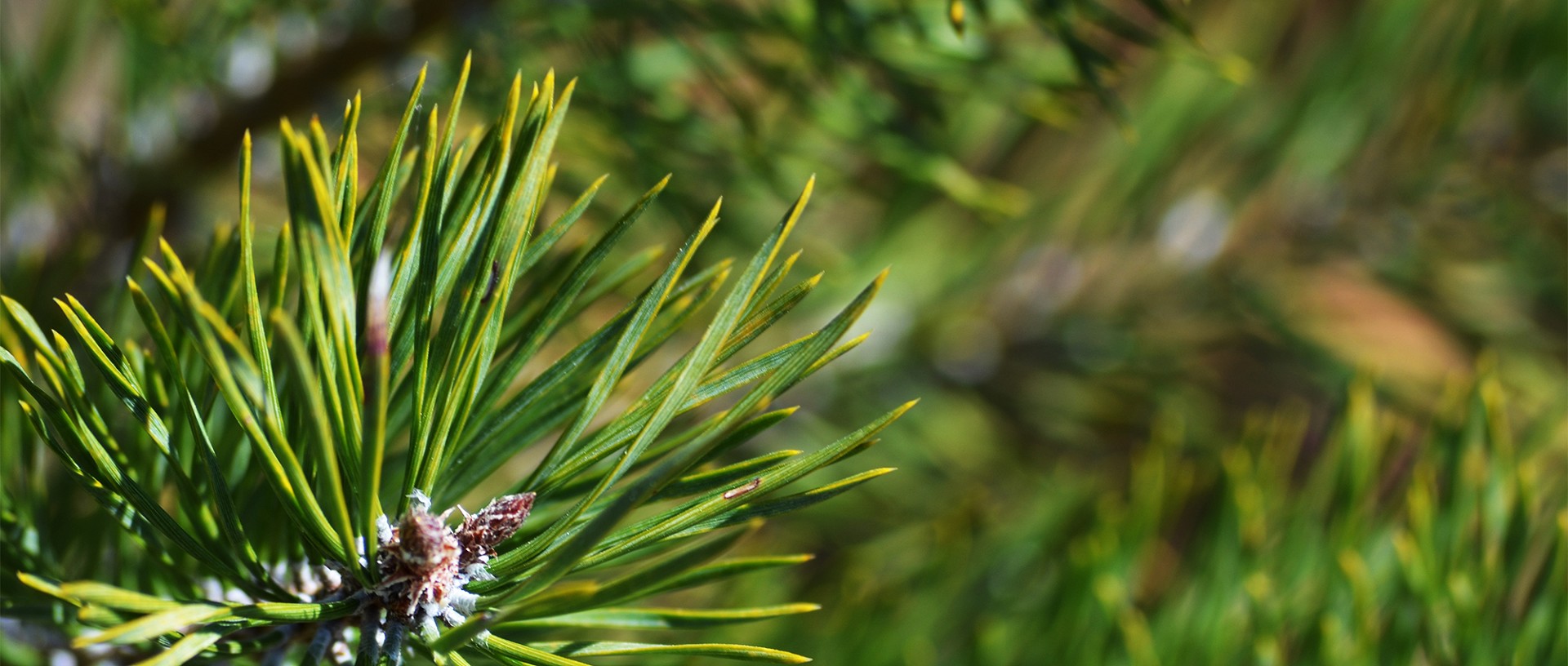 Forst Lütschinentäler
