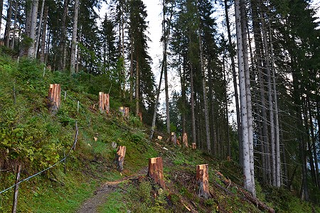 Verjüngungsschlitze DSC 0686