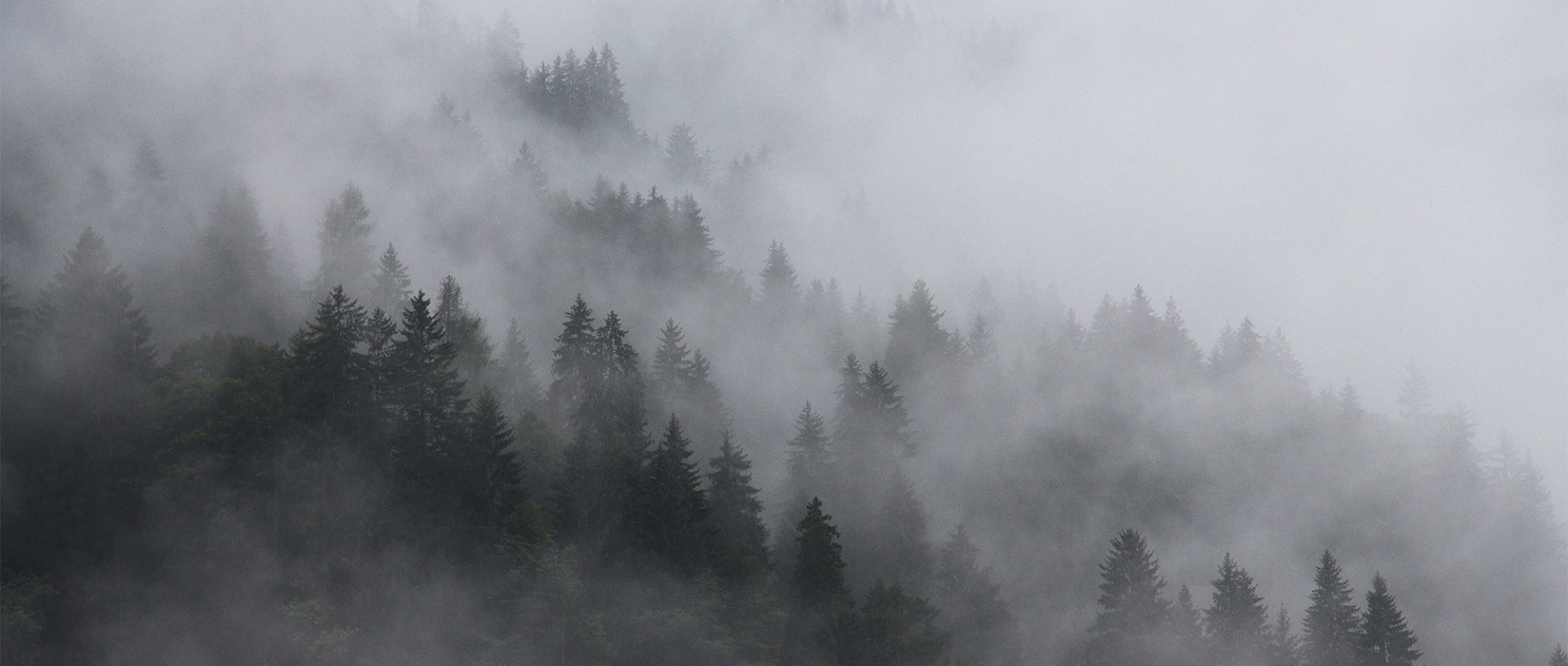 Forst Lütschinentäler