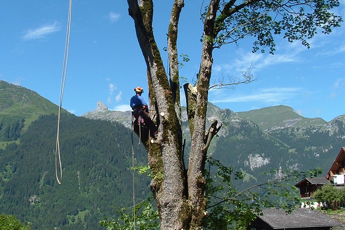 Spezialholzerei im Wohngebiet