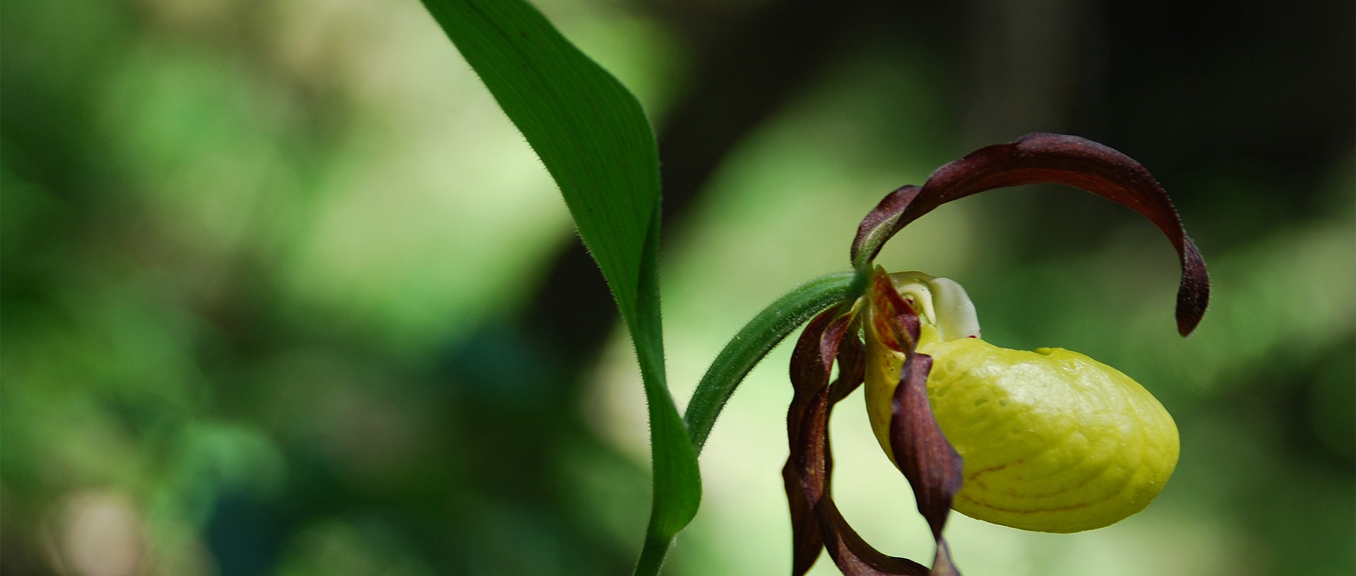 Forst Lütschinentäler