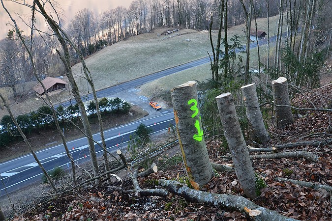 Holzerei entlang von Strassen