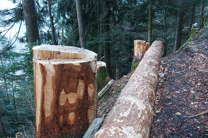Liegende Baumstämme und hohe Stöcke