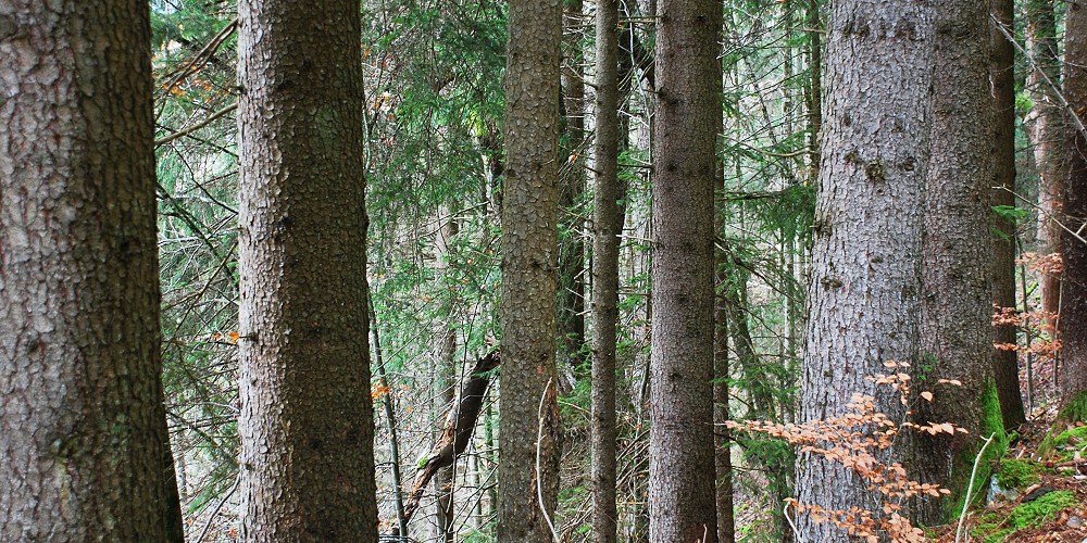 Forst Lütschinentäler
